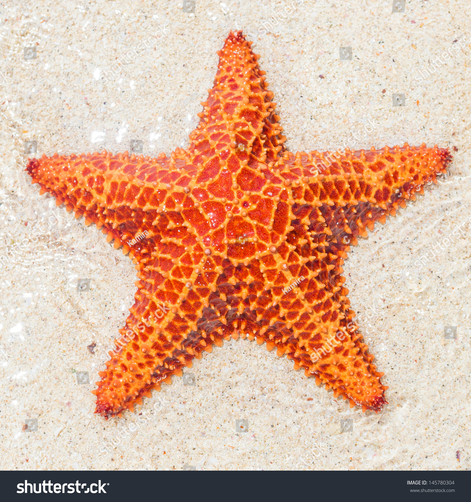 Close-up of a starfish (sea star) near the sandy shore of a tropical beach #145780304