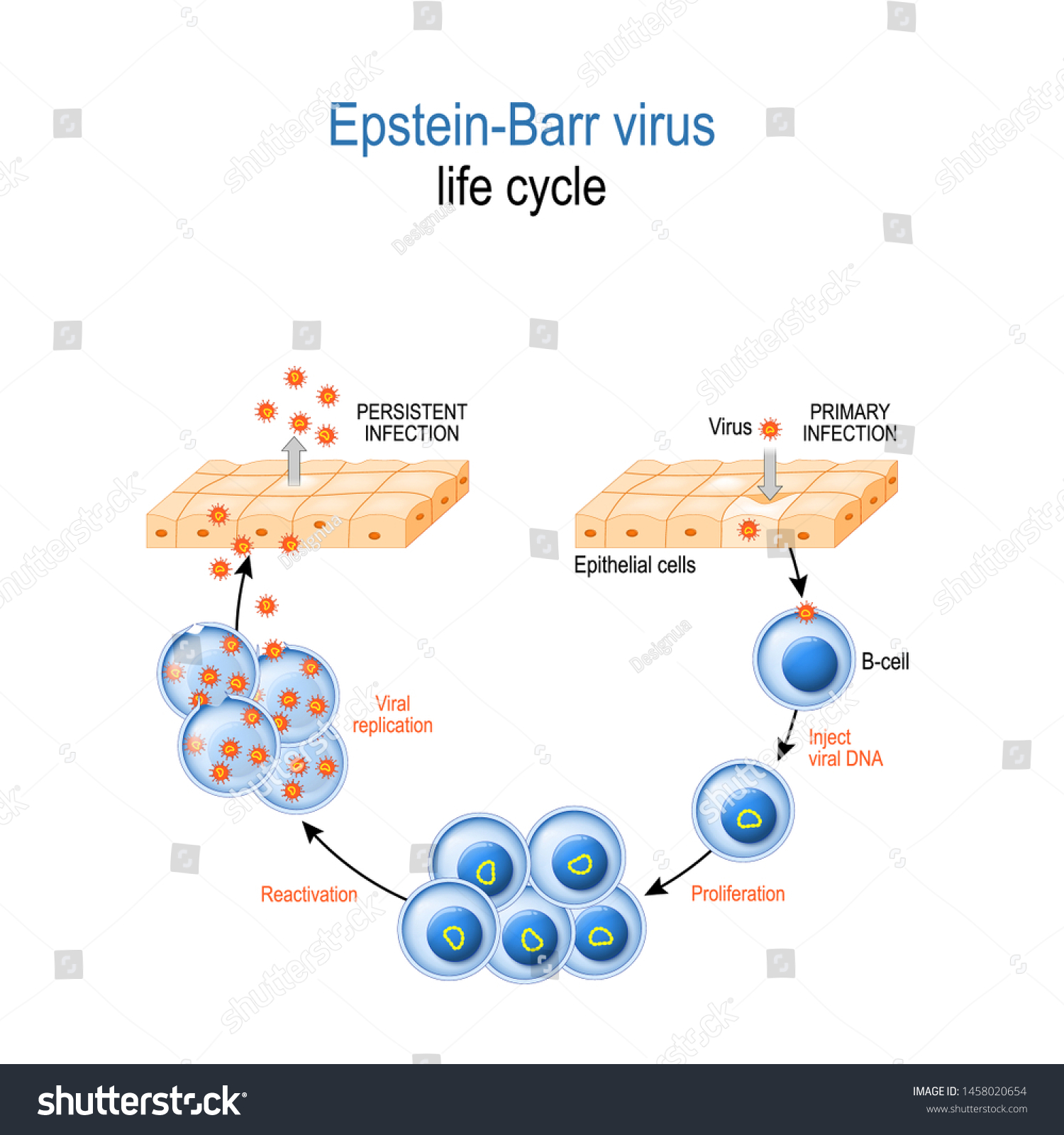 Epstein-Barr Virus. Life Cycle. EBV Replication: - Royalty Free Stock ...