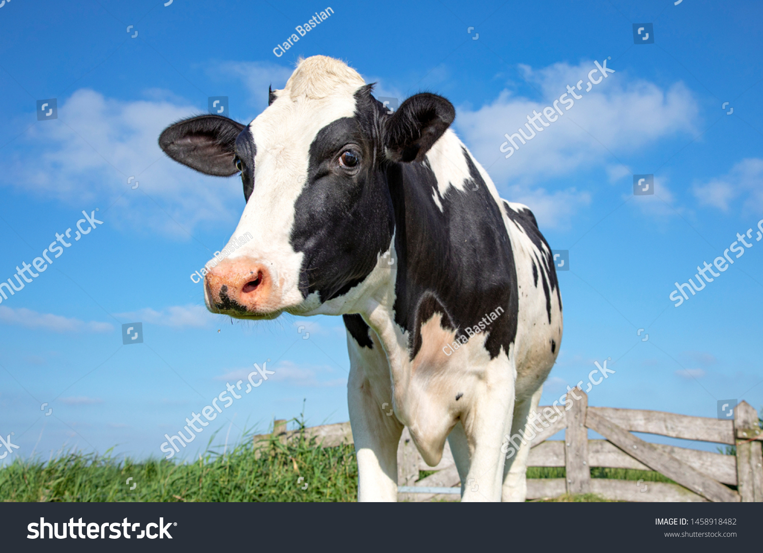 Mature, adult black and white cow, gentle look, pink nose, in front of an old wooden fence and a blue sky. #1458918482