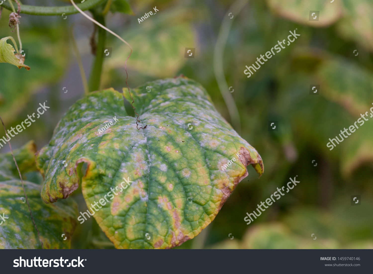 Diseases of cucumbers. Cucumber leaves affected by the disease. Selective focus. #1459740146