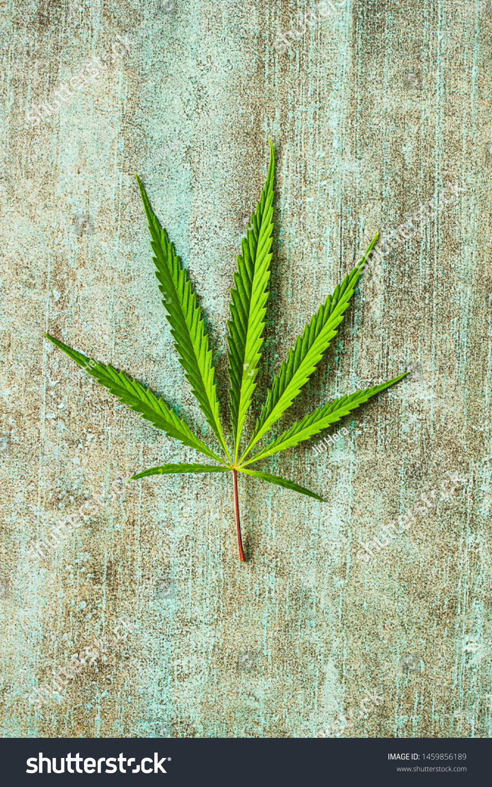 Marijuana cannabis leaf on old table. #1459856189