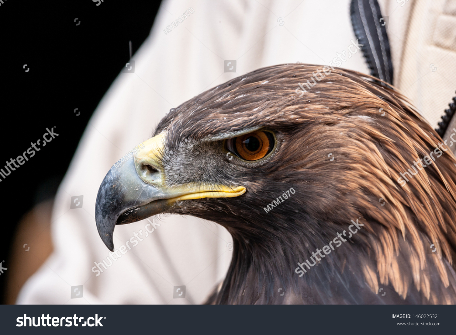 A golden eagle released after a mishap (original size) #1460225321