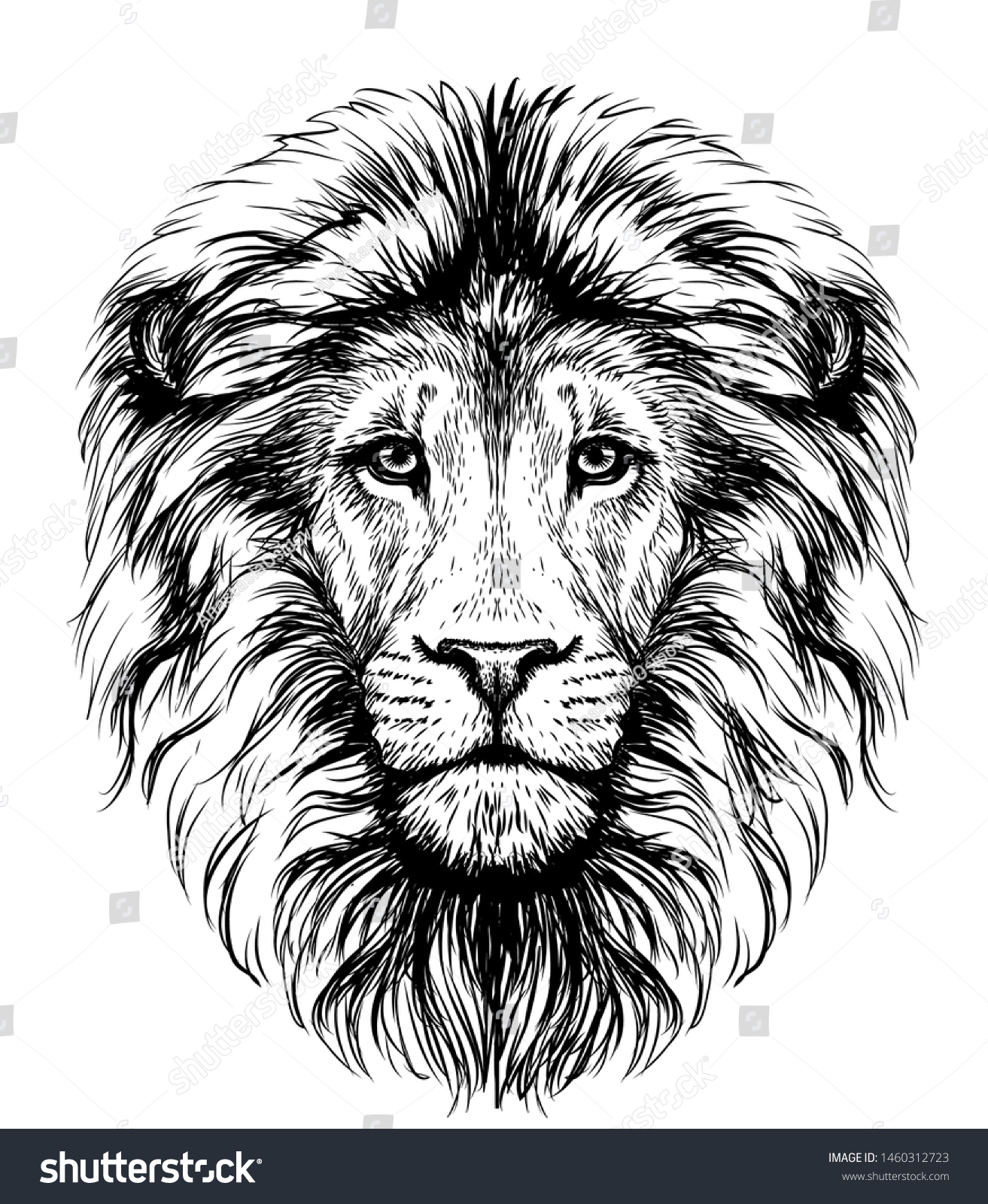 Lion. Sketchy, graphical, black and white - Royalty Free Stock Vector ...