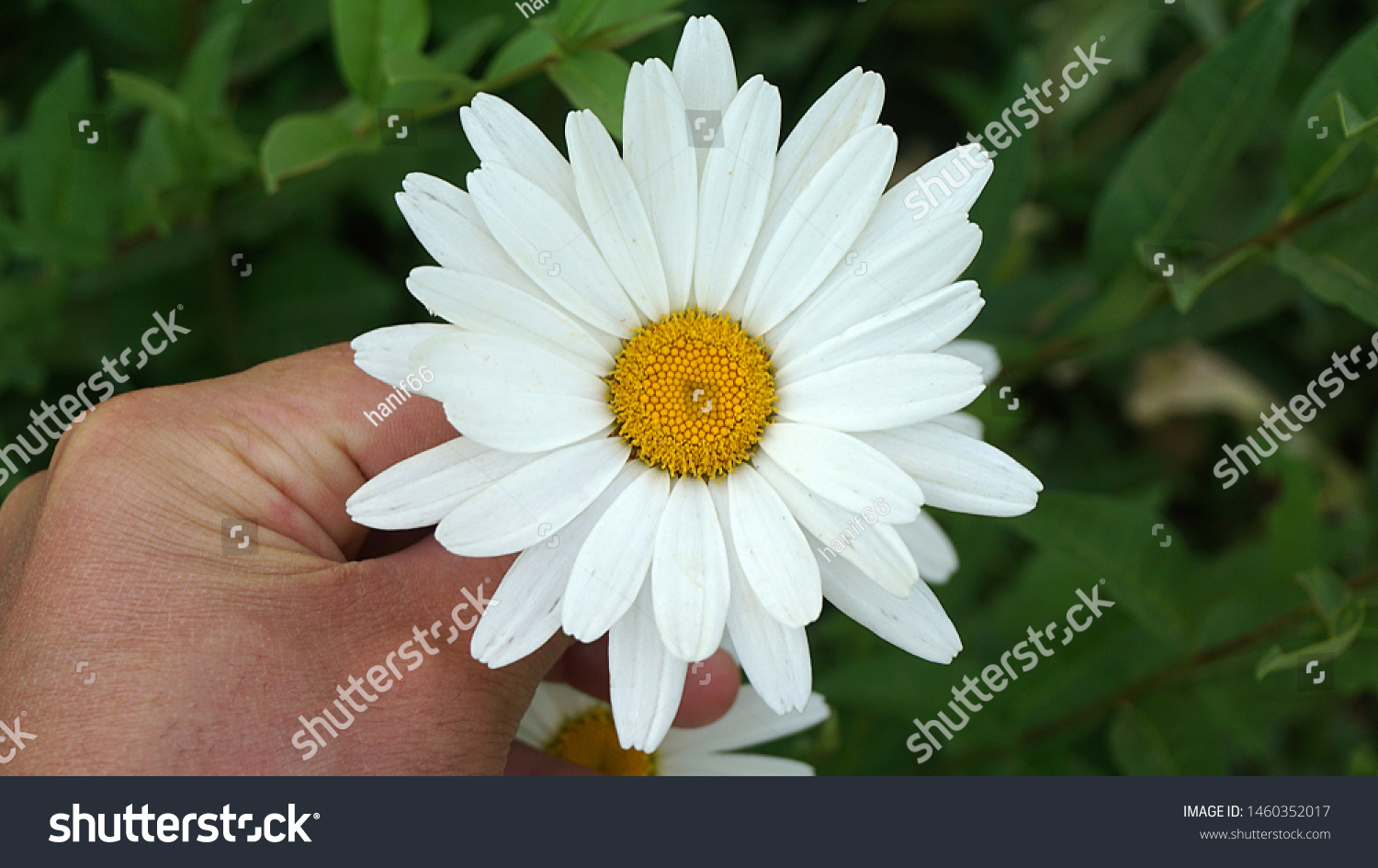   large ornamental daisies, ornamental daisies in the garden, very large,                              #1460352017