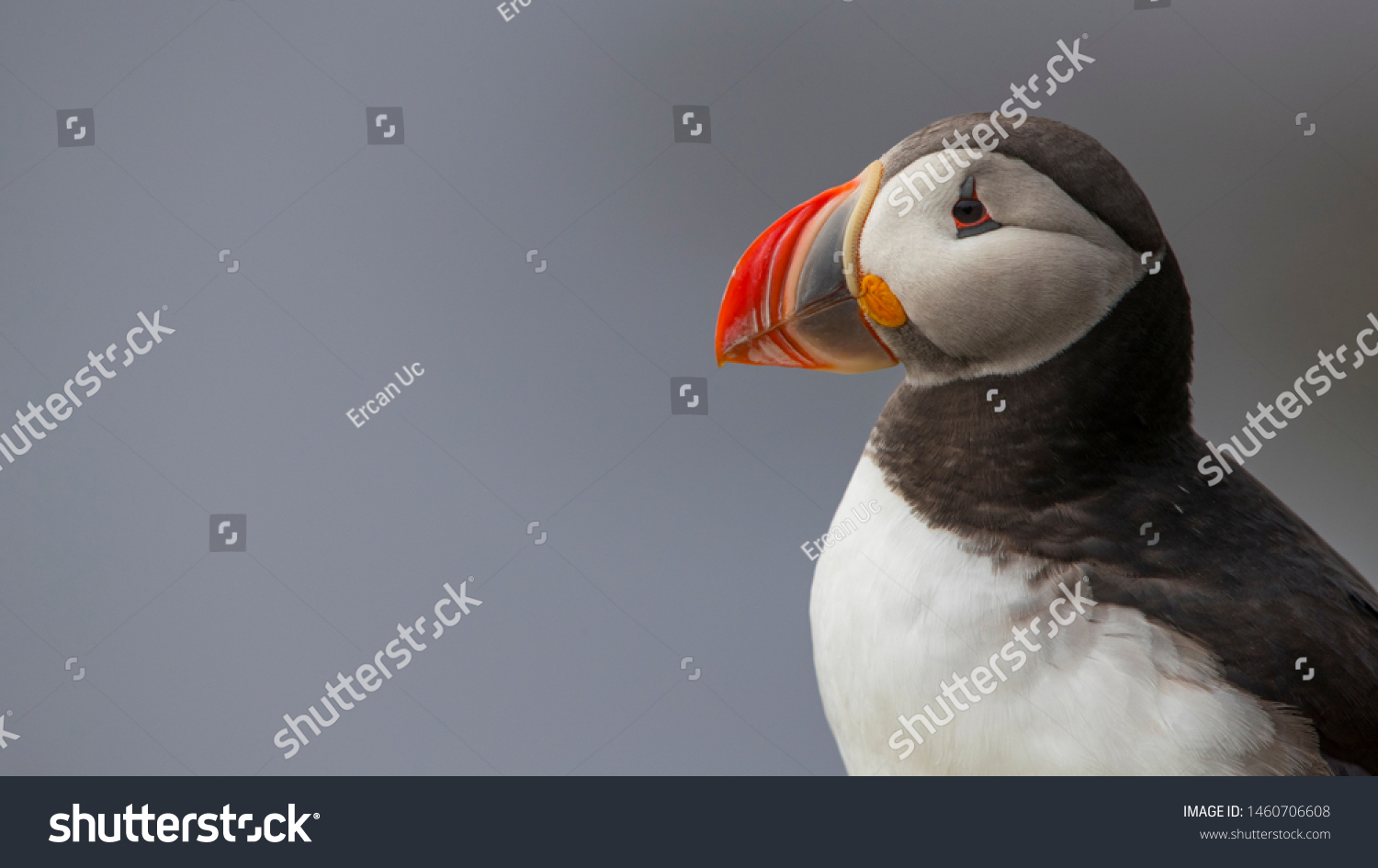 Closeup puffin looking left with space on left. Colorful bird. Funny beak. #1460706608