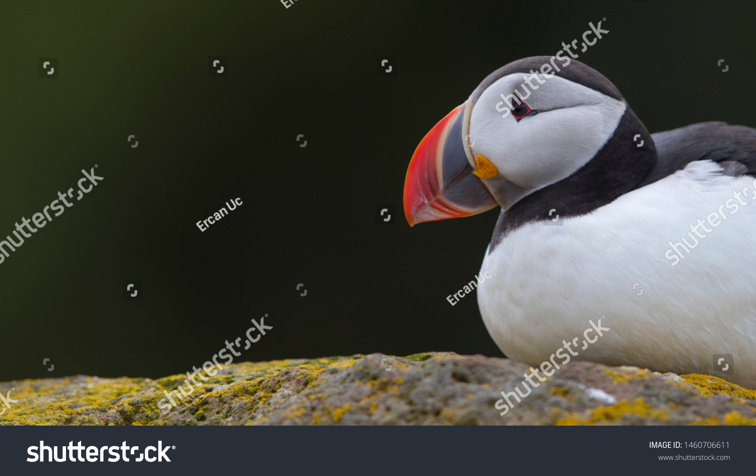 Closeup puffin looking left with space on left. Colorful bird. Funny beak. #1460706611