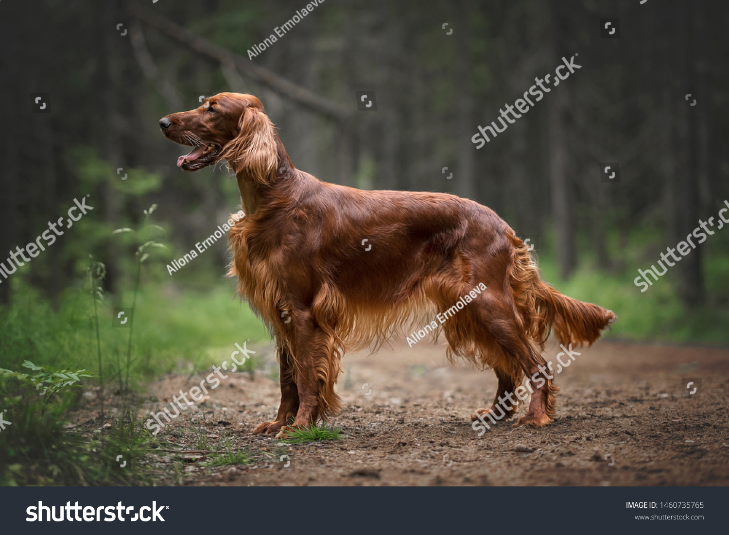 Hunting dog. Irish setter in summer forest #1460735765