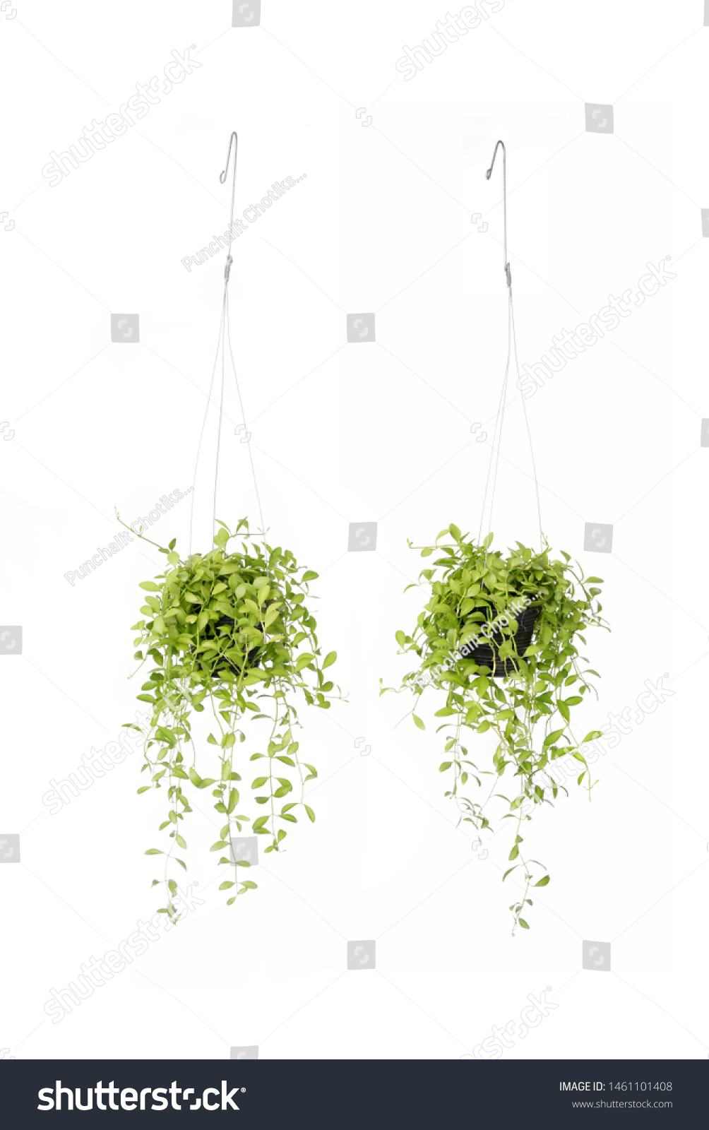 balcony plants, beautiful, best indoor, ceiling space, climber, coin-shaped, coin-shaped leaves, containers, decor, decoration, display, epiphytes, filtered light, foliage, freshness, front and back,  #1461101408