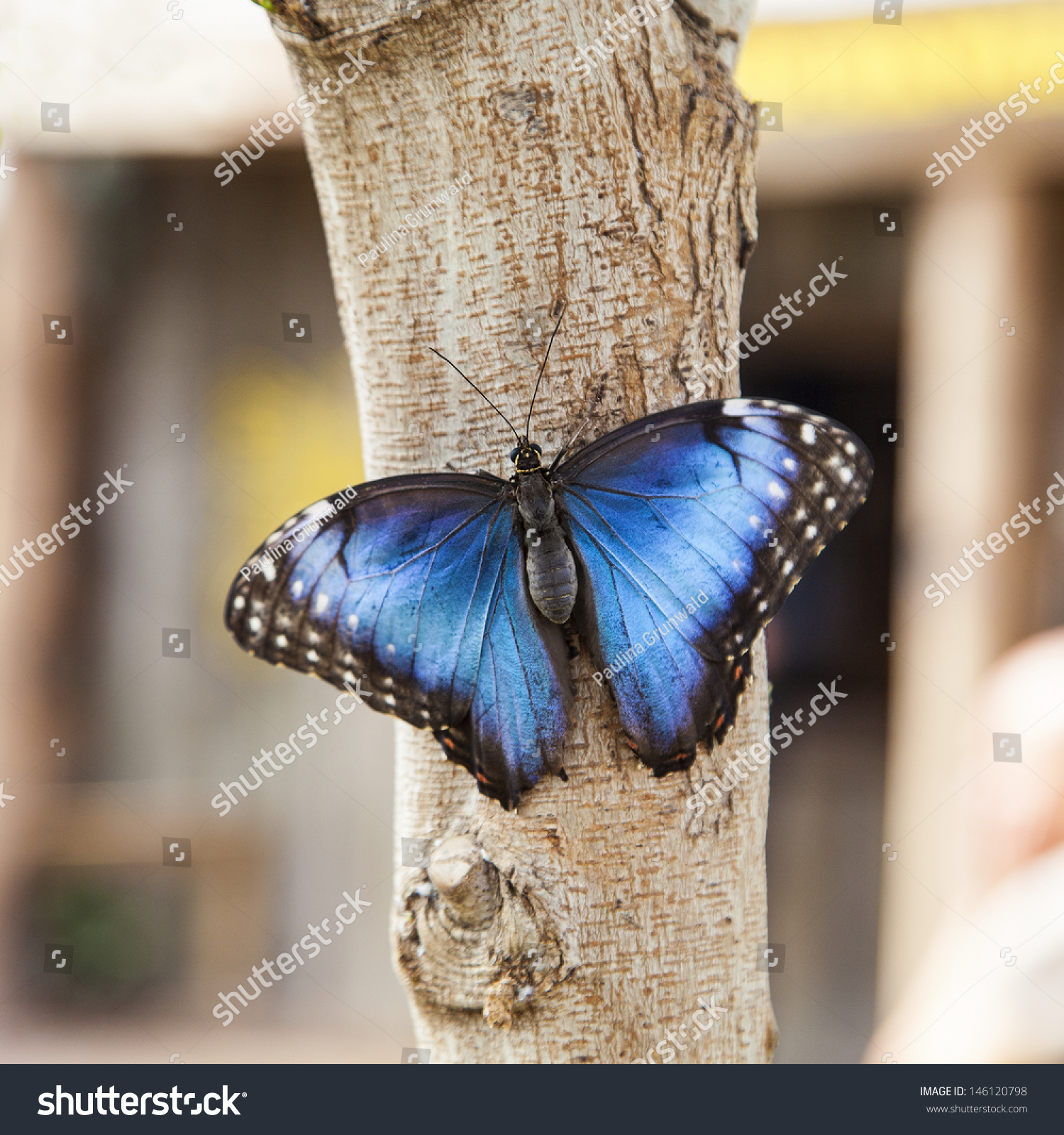 Amazon Morpho Butterfly #146120798