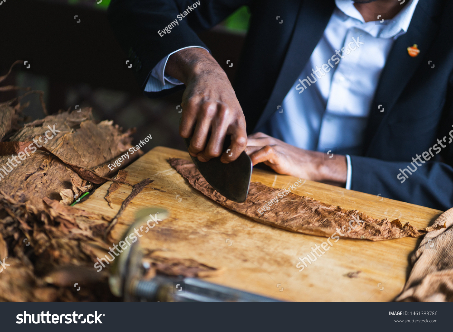 Process of making traditional cigars from tobacco leaves with hands using a mechanical device and press. Leaves of tobacco for making cigars. Close-up, soft focus and beautiful bokeh. #1461383786