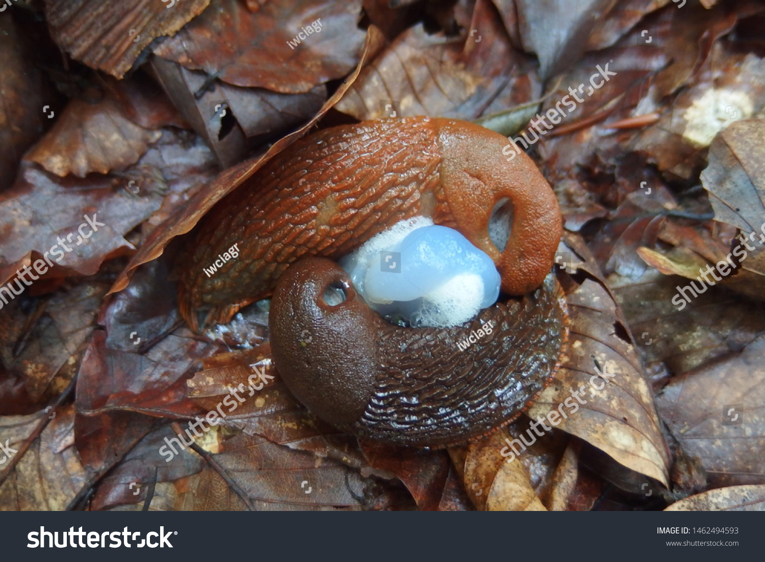 The red slug (Arion rufus), also known as the large red slug, chocolate arion and European red slug. Two slugs during mating. #1462494593