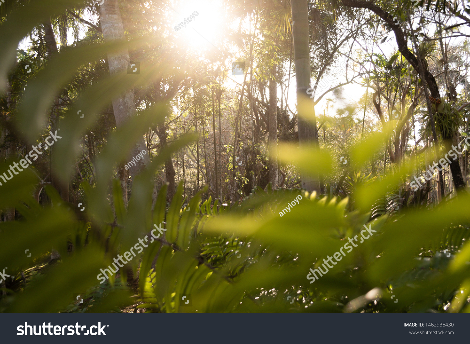 
beautiful forest background at sunset #1462936430