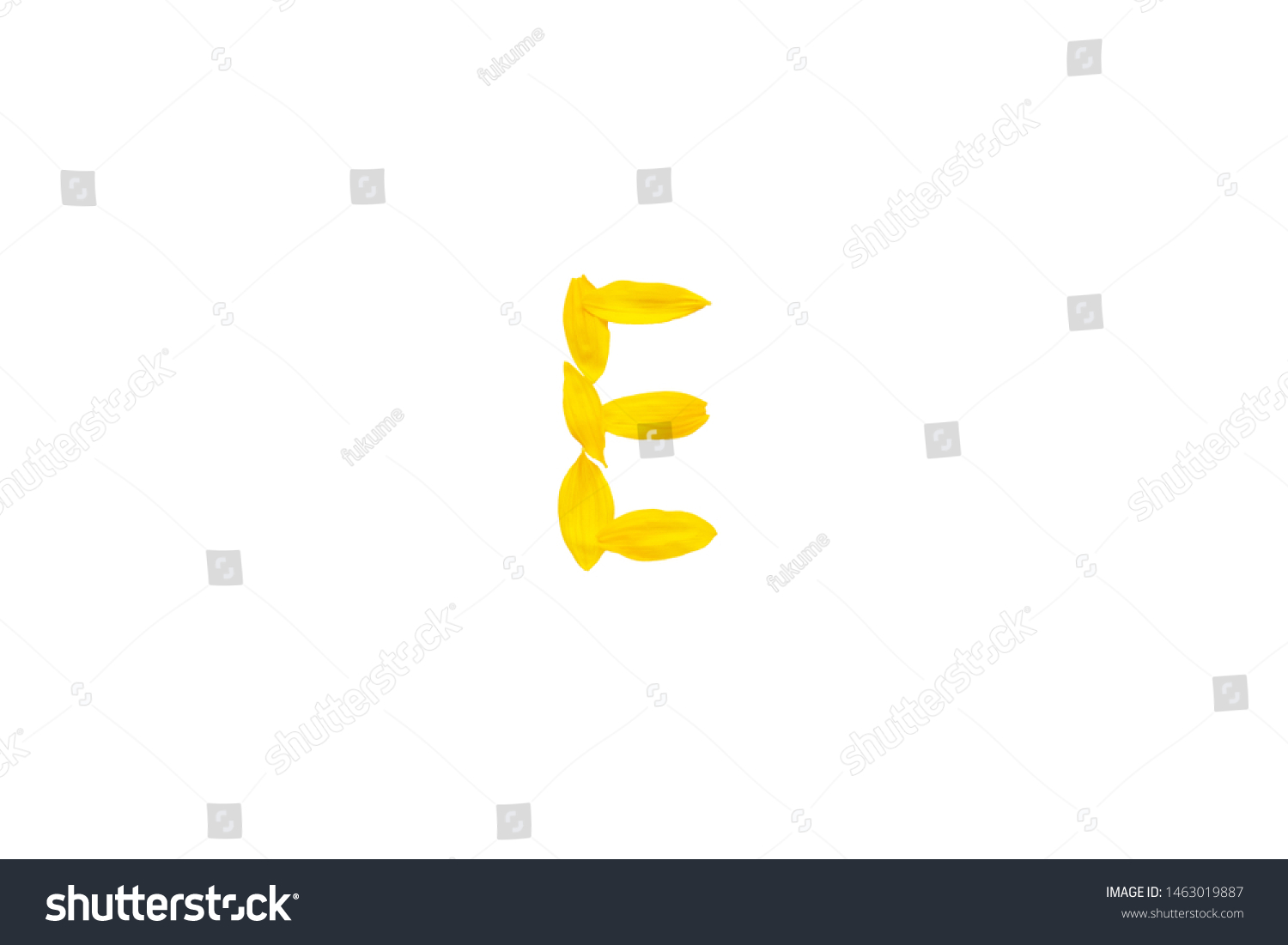 Yellow letter E from sunflower petals fonts,  alphabet element, beauty decorative  font isolate of a white background close-up #1463019887
