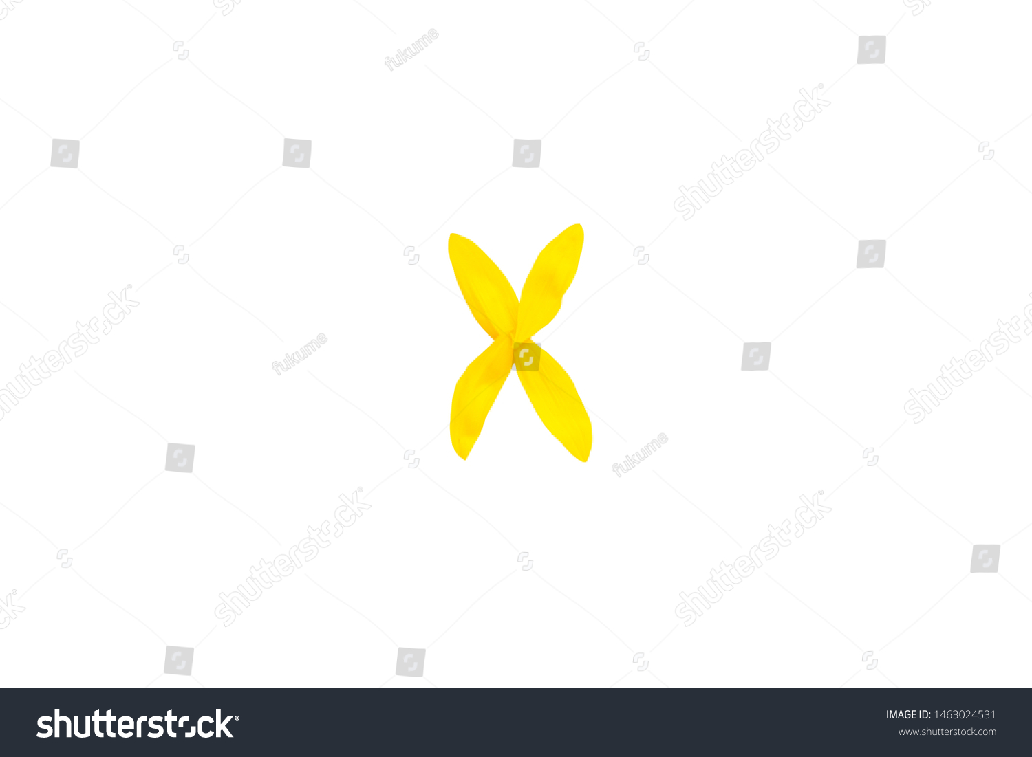 Yellow letter X from sunflower petals fonts,  alphabet element, beauty decorative  font isolate of a white background close-up #1463024531