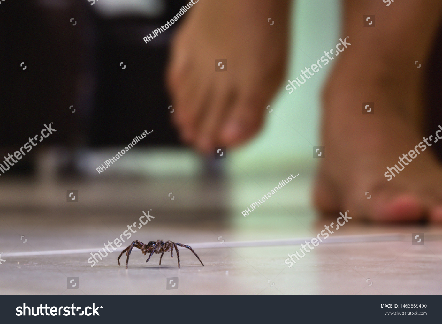 common house spider on a smooth tile floor seen from ground level in a floor in a residential home #1463869490