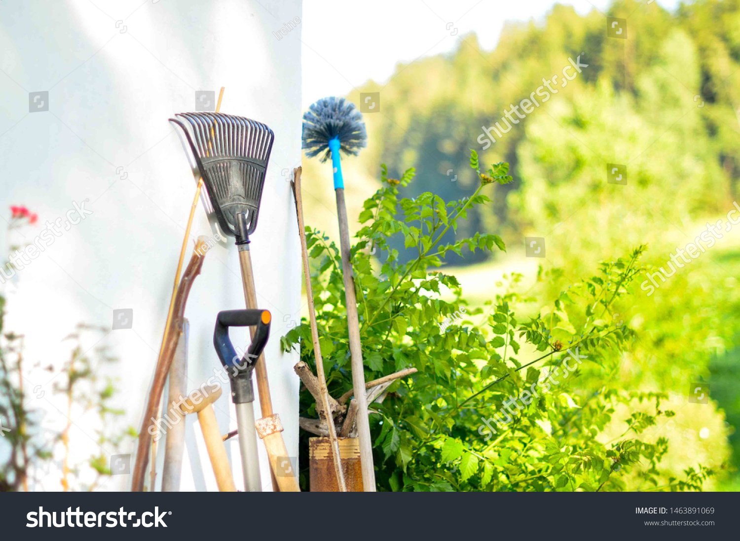 Old vintage gardening tools -  spade, fork and rake standing by white wall on the terrace with beautiful green garden in background. Rural countryhouse farm garden in gold sunset light. 
 #1463891069