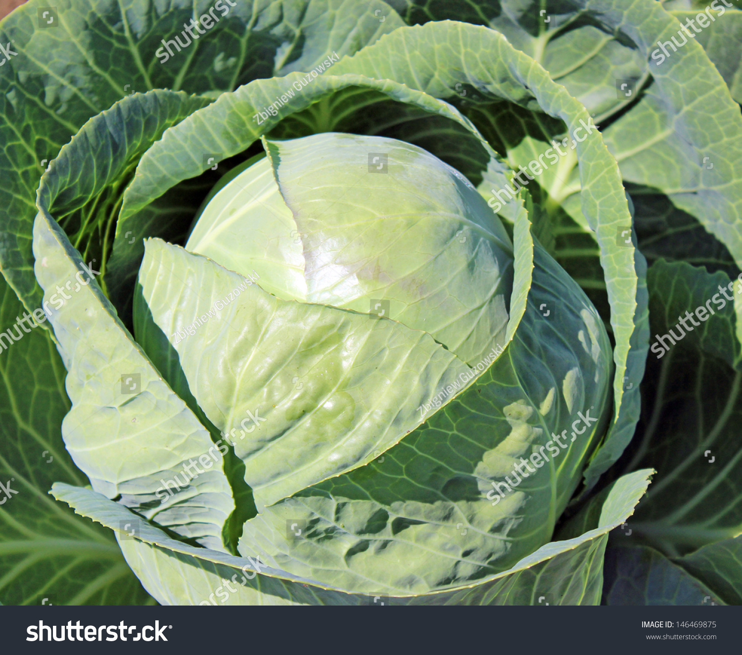 Plantation of the cabbage #146469875