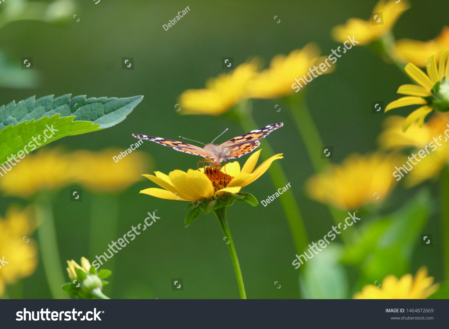 Spring perennial garden with butterfly.  Yellow daisies  #1464872669