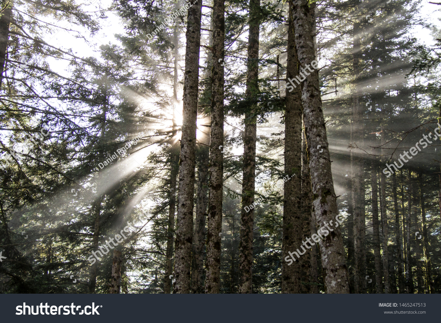 Magic lights in an ancient Pyrenees forest, with sunbeams and fog. #1465247513