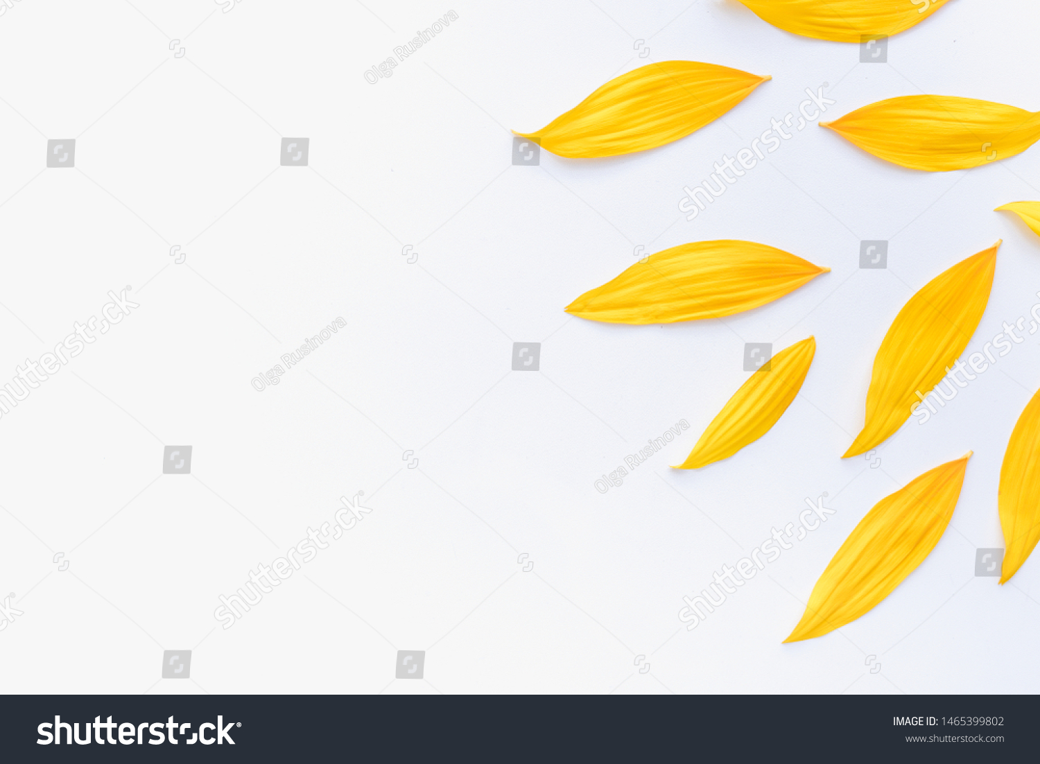 
sunflower petals background, yellow petals on a white background, sunflower petals, sunflower petals on a white background #1465399802