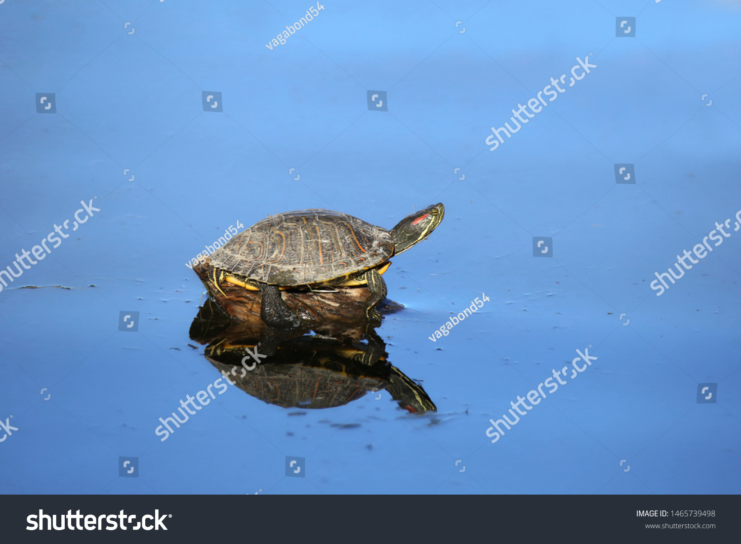 Red-eared Slider Turtle (trachemys scripta elegans) #1465739498