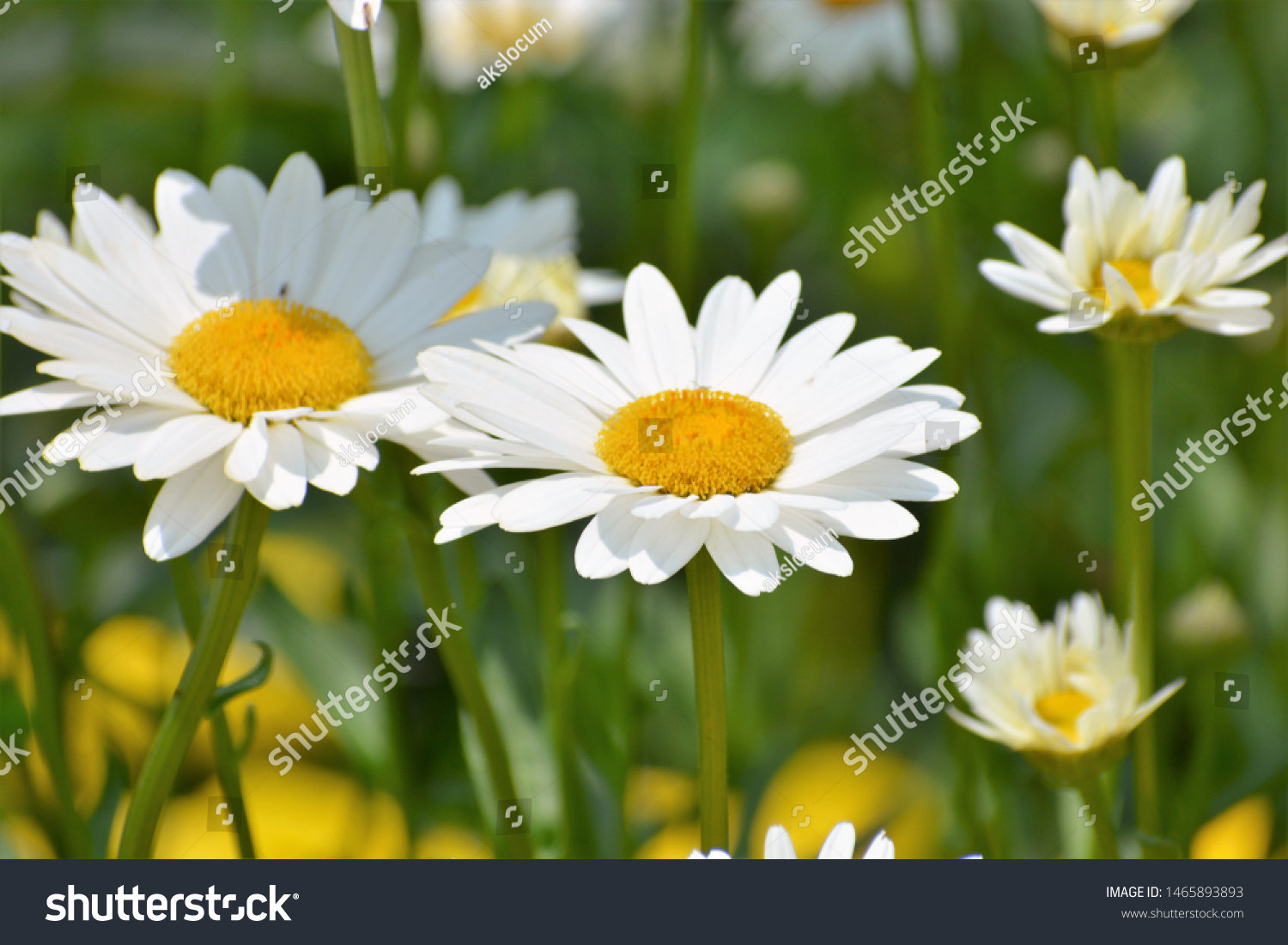 Leucanthemum vulgare, commonly known as the ox-eye daisy, oxeye daisy, dog daisy and other common names, is a widespread flowering plant #1465893893