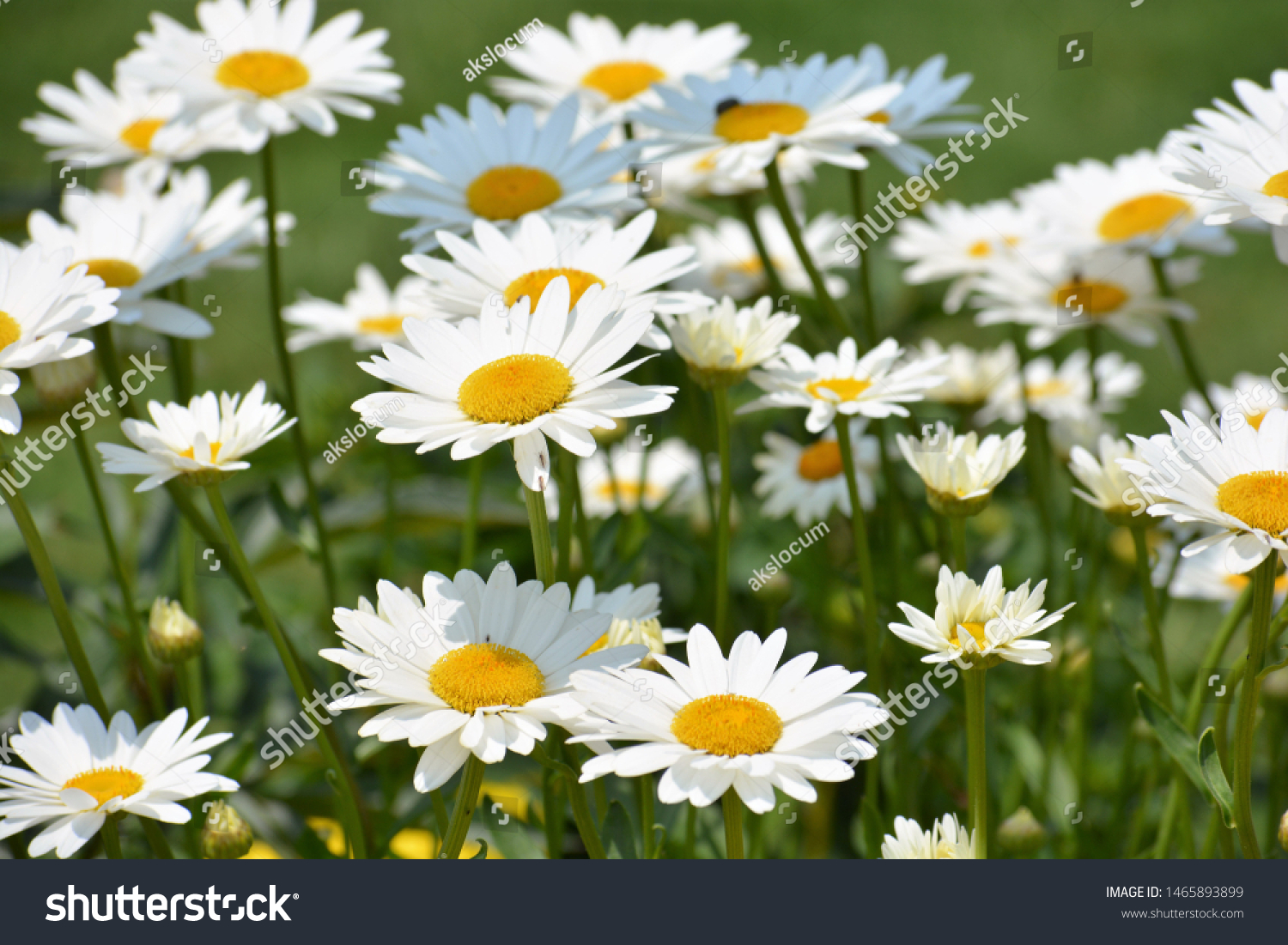 Leucanthemum vulgare, commonly known as the ox-eye daisy, oxeye daisy, dog daisy and other common names, is a widespread flowering plant #1465893899