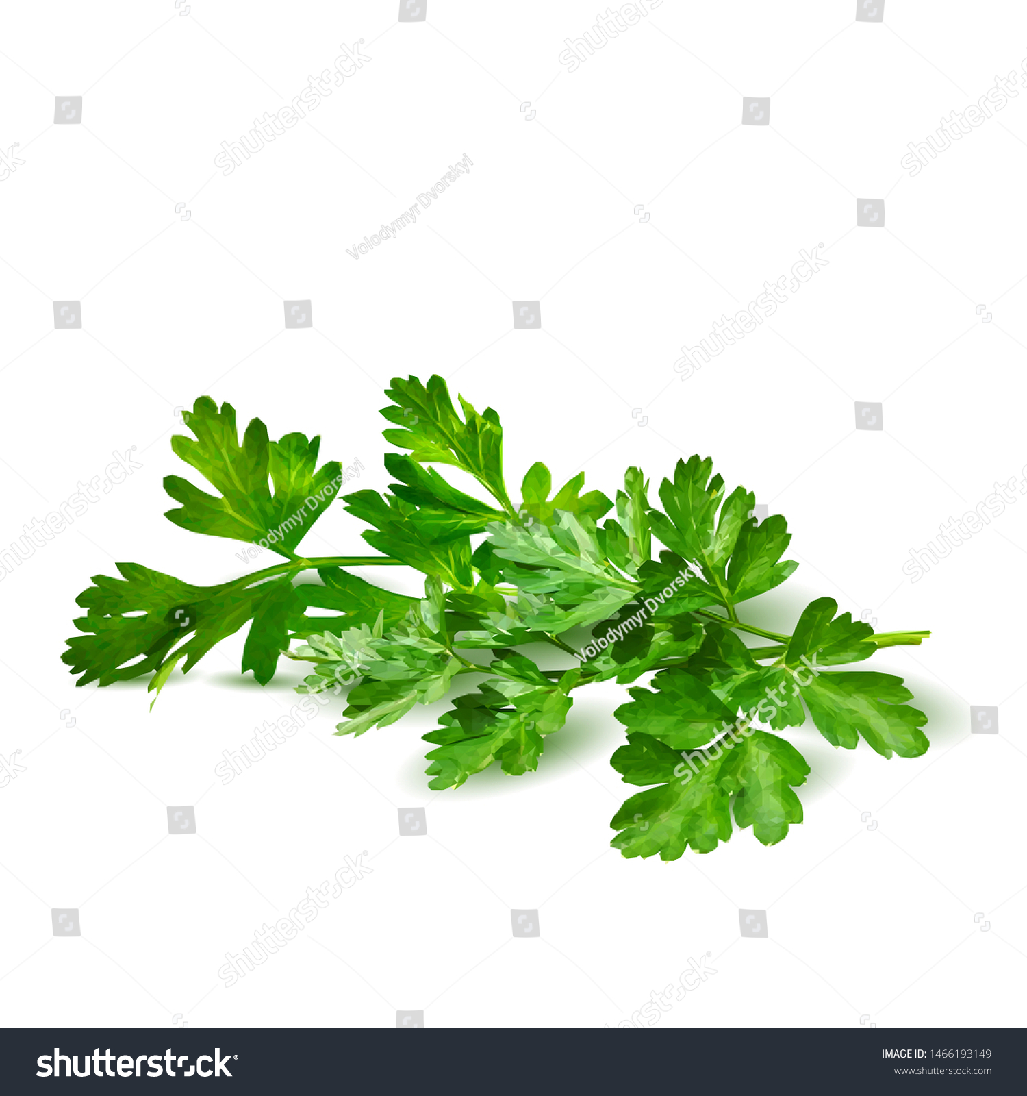 Fresh green plant, nutritious, tasty green parsley. Vector illustration. Vegetables ingredients in triangulation technique. Parsley low poly. #1466193149