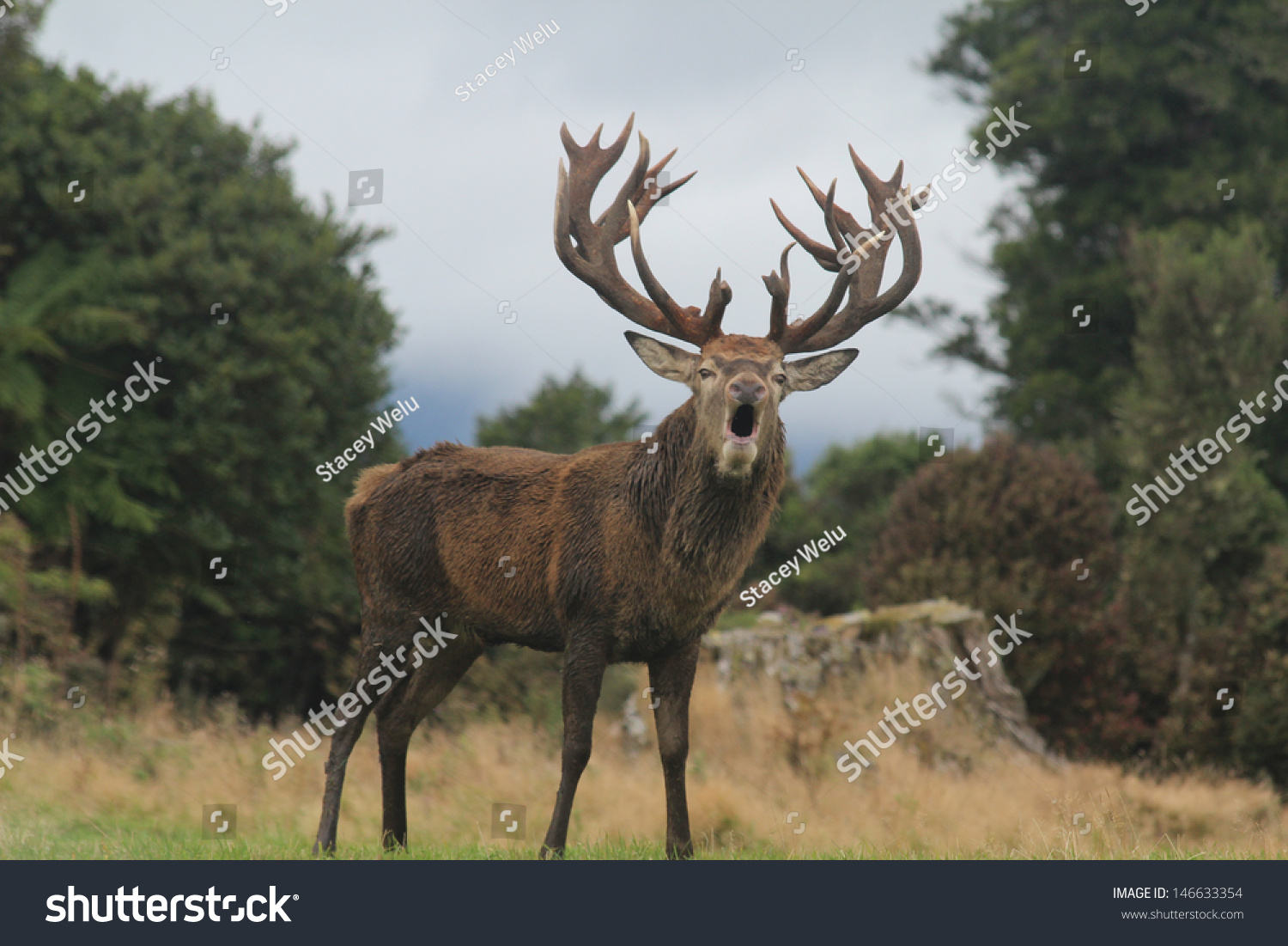 Closeup New Zealand Roaring Red Stag With Huge Rack And Open Mouth Looking At Camera #146633354