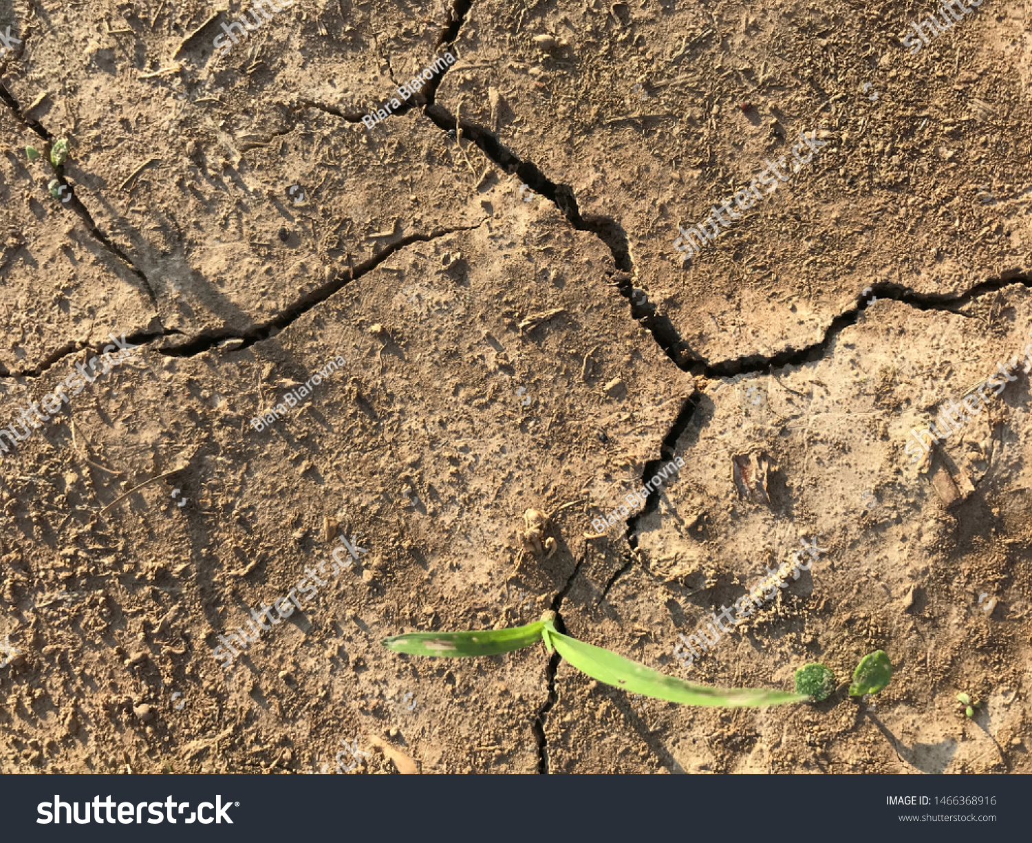 The cracked ground, crack of dirt, crack of soil #1466368916