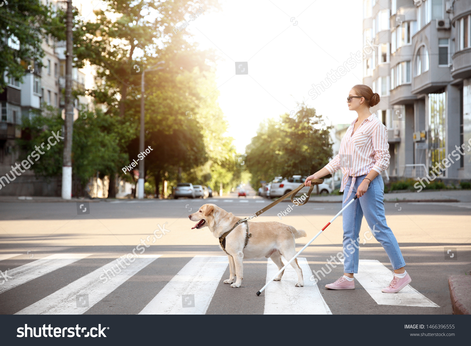 Young blind woman with guide dog crossing road #1466396555