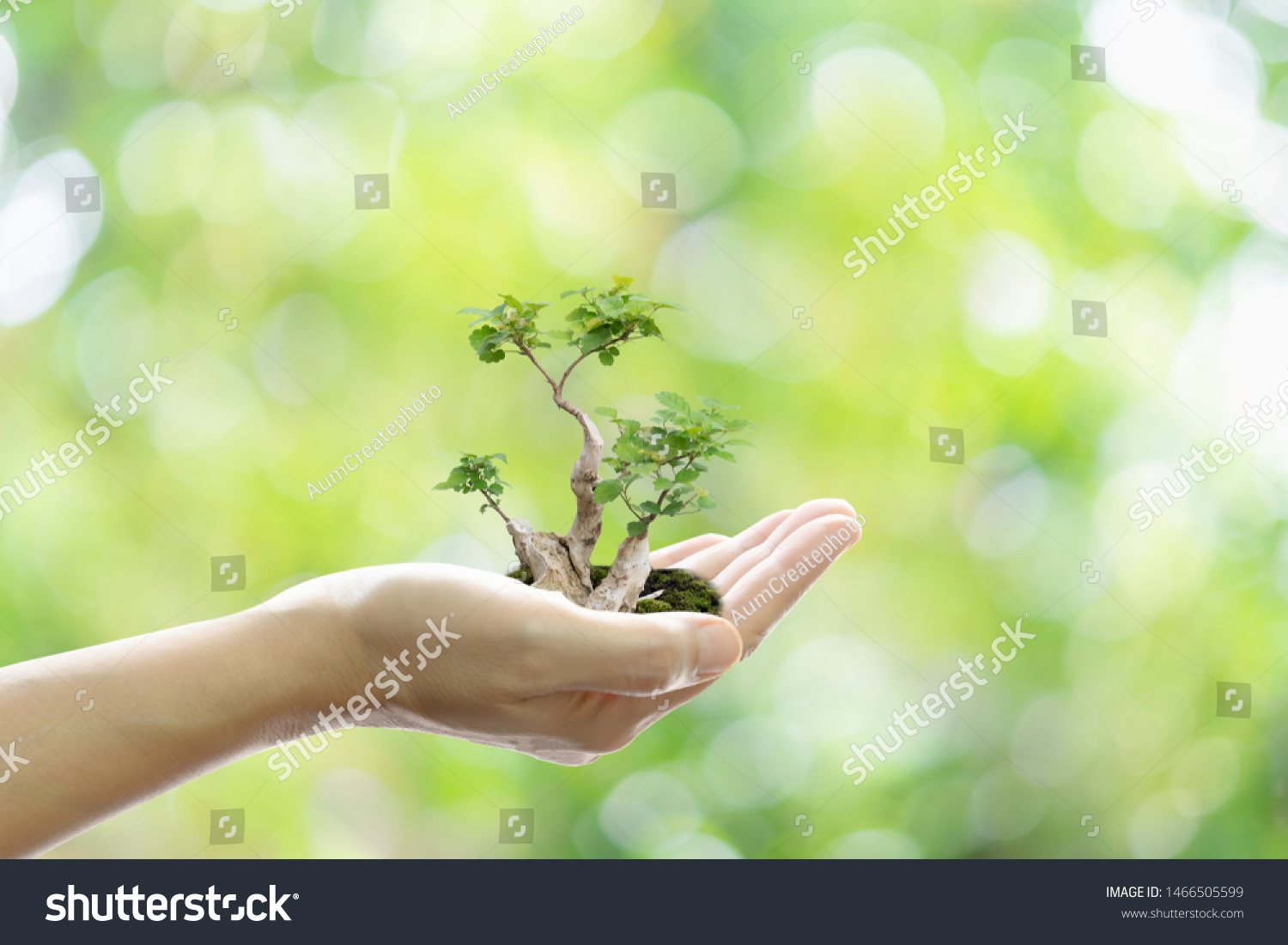 Environmental ecology save the world. Hand holding growing tree on green bokeh background. #1466505599