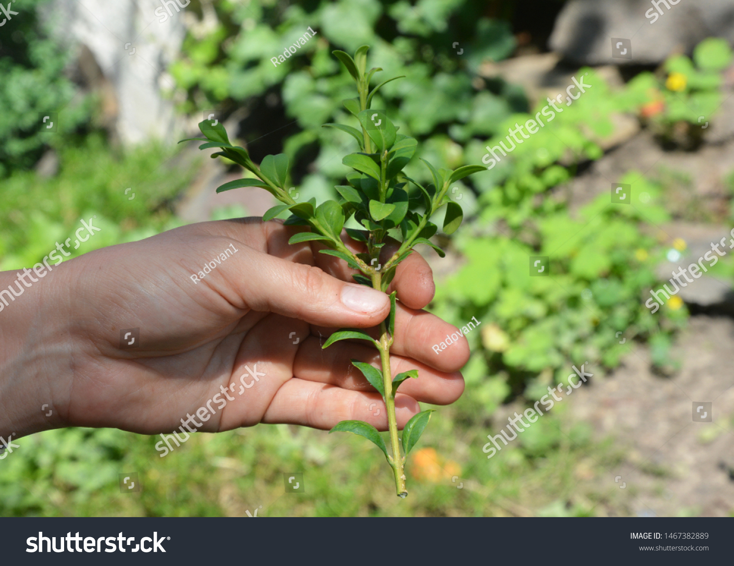 Boxwood Propagation with Stem Cuttings. Growing Boxwood Hedge Shrubs By Rooting Cuttings #1467382889