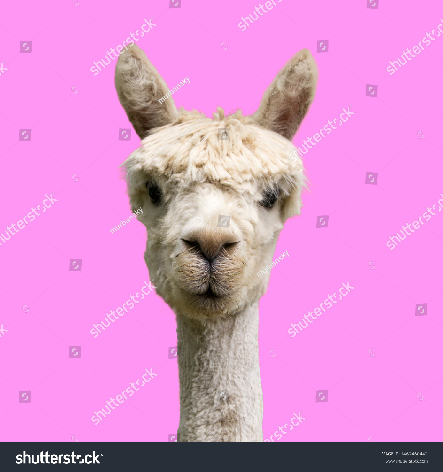 Funny alpaca on pink background #1467460442