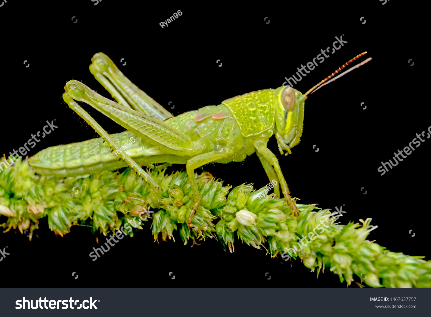 grasshoper insect , take with nikon d3100 kitt lens + macro lens , internal flash + DIY diffuser #1467637757