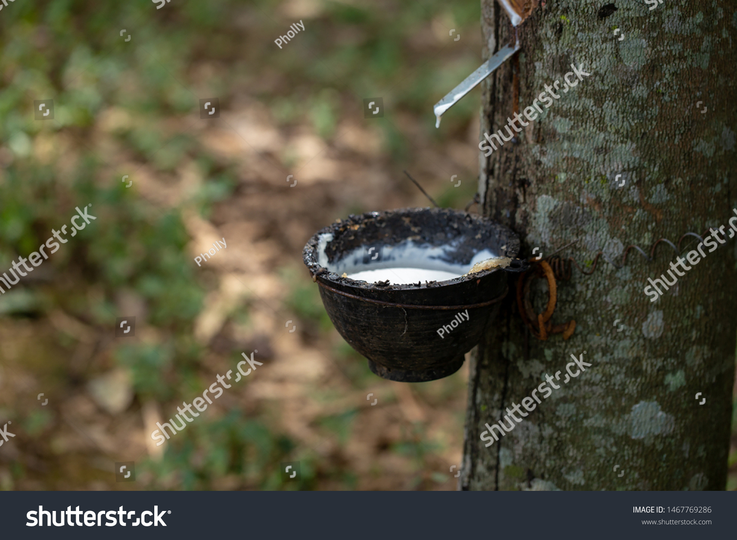 latex extracted from rubber trees is an important raw material in many types of manufacturing industries. Rubber latex is a natural raw material that has not been processed through various processes. #1467769286