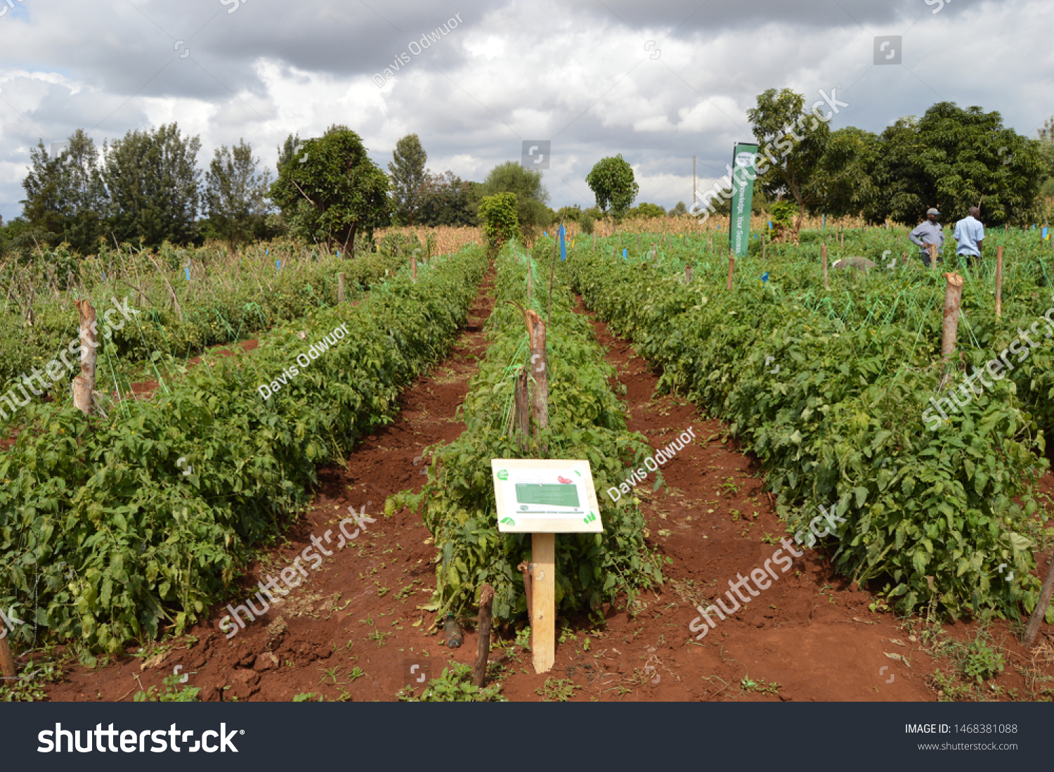 Nyeri, Nyeri County / Kenya - September 11th 2018: Tomatoes in a farm. #1468381088