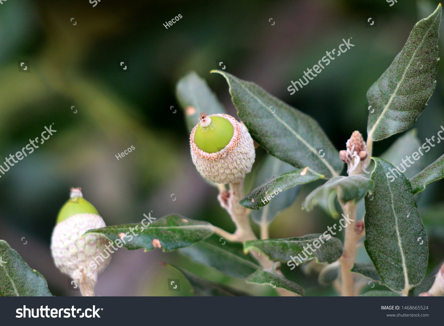 Evergreen oak or Quercus ilex or Holly oak or Holm oak evergreen oak tree branch with young light green shoots clothed with a close grey felt surrounded with dark green leathery leaves #1468665524