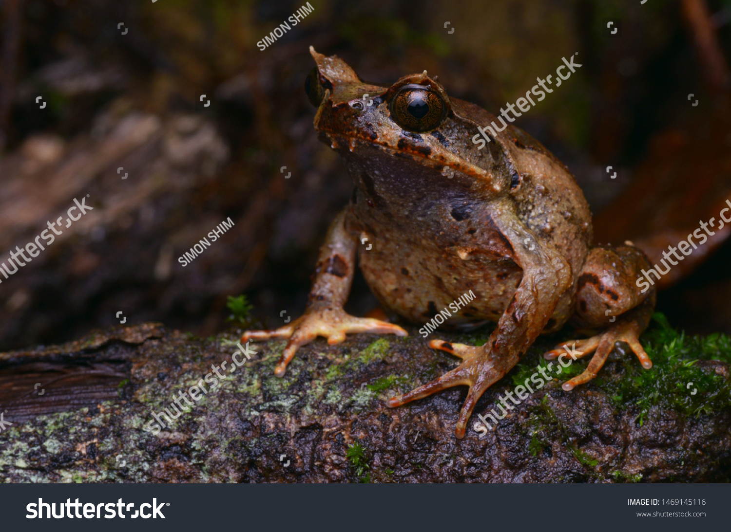 close up image of a Kinabalu Horned Frog - Xenophrys baluensis #1469145116