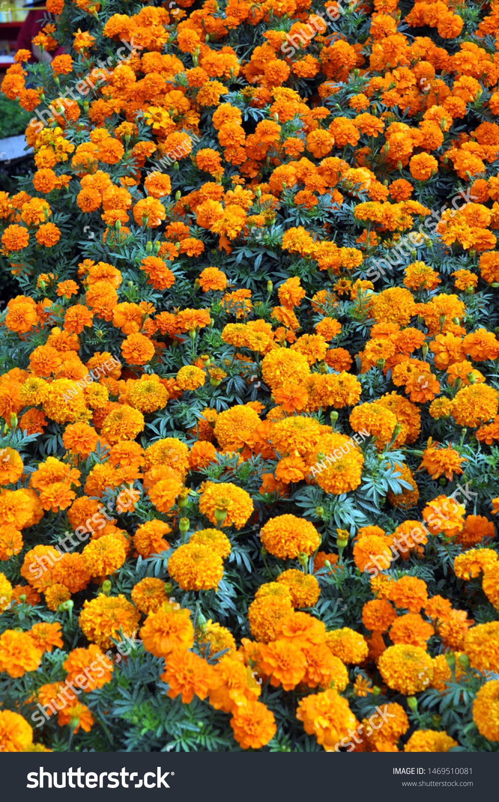 Marigold flowers blooming in garden blooming in garden #1469510081