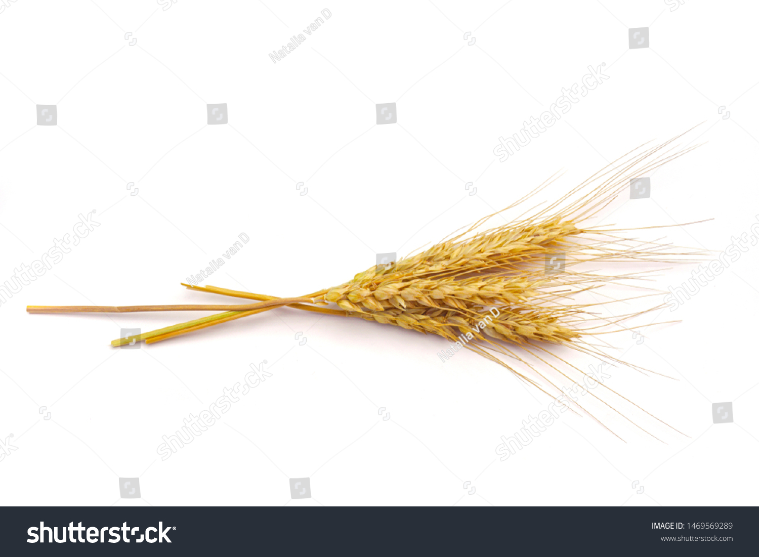 a bright closeup of a field of golden ripe dinkel hulled wheat Spelt Spelt (Triticum spelta dicoccum) rye grain relict crop health food ready for harvest isolated on white #1469569289