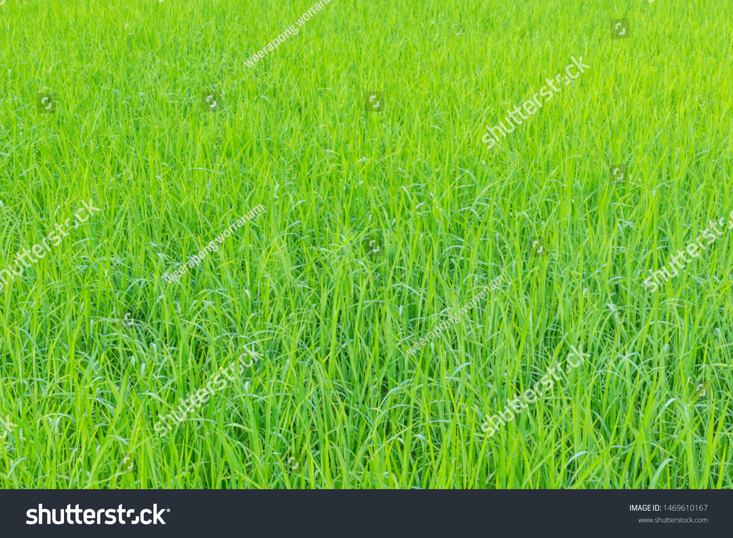 The soft focus surface texture of green paddy field, paddy leaf pattern. #1469610167