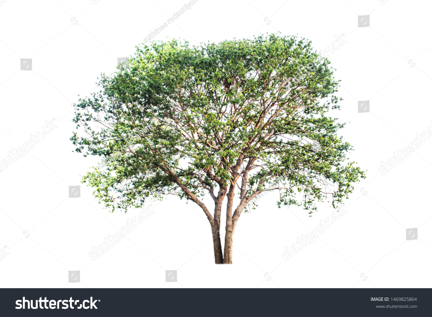 Trees isolated,Trees isolated on white background, tropical trees isolated used for design, advertising and architecture
 #1469825864