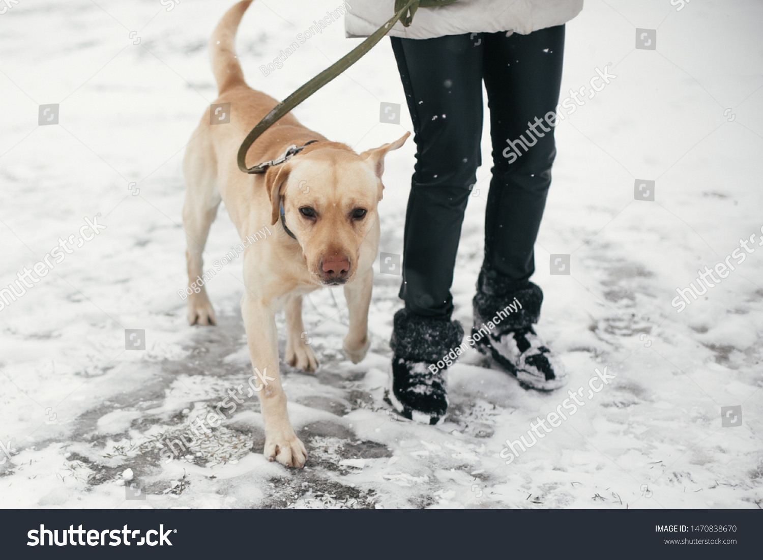 Cute golden labrador walking with owner in snowy winter park. Mixed breed labrador on a walk with person at shelter. Adoption concept. Stray dog #1470838670
