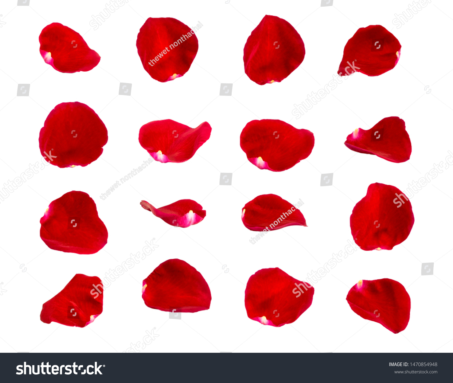 red rose petals isolated on white background #1470854948