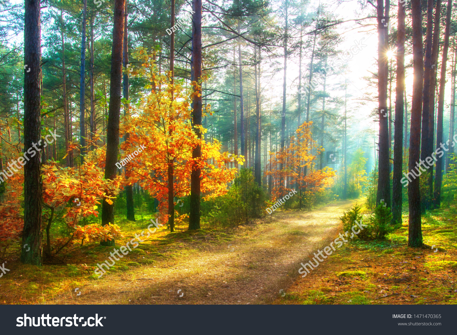 Scenery autumn forest. Sunny woodland. October nature landscape. Beautiful bright forest in sunlight. #1471470365