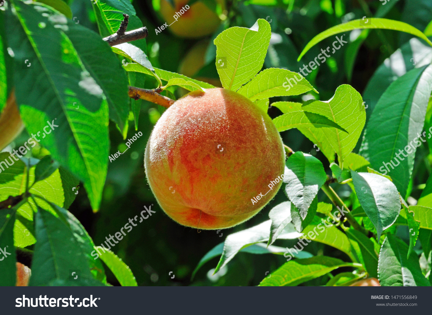 Fruits of ripe red peach on a background of green peach foliage in the garden #1471556849