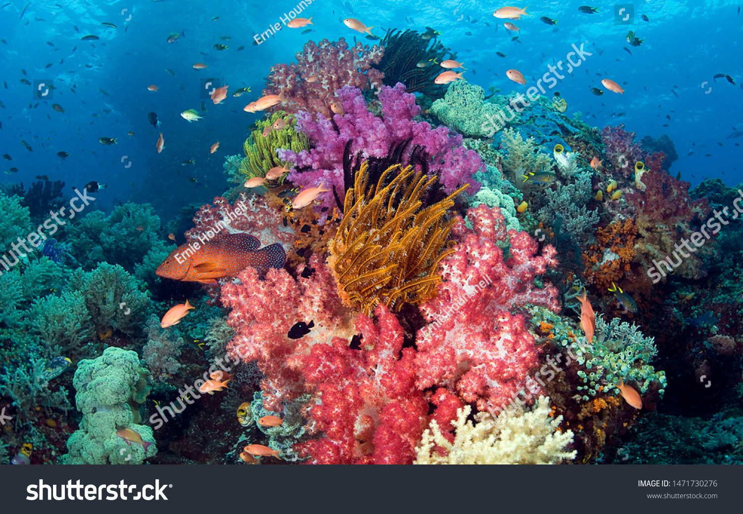 Coral Reef Fiji Pacific Panarama #1471730276
