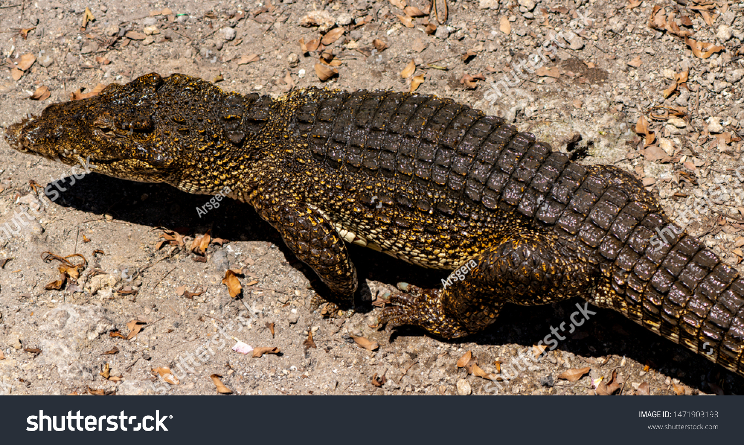 Crocodile or alligator close-up portrait. Wildlide and animal photos. Predators and reptiles #1471903193