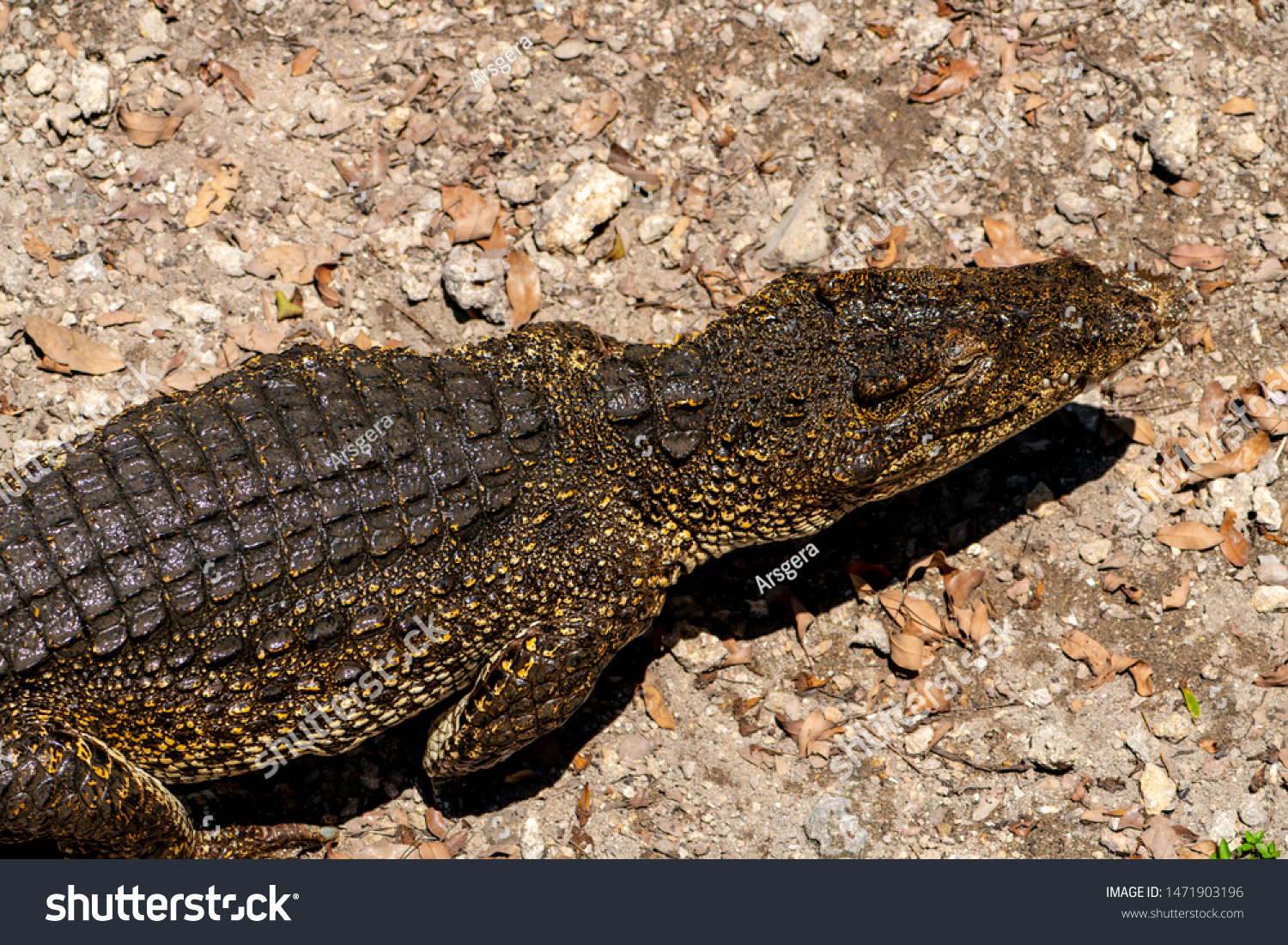 Crocodile or alligator close-up portrait. Wildlide and animal photos. Predators and reptiles #1471903196